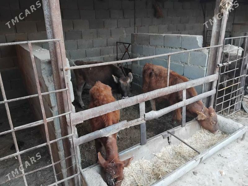 öküz tüwe - Bäherden - img 6