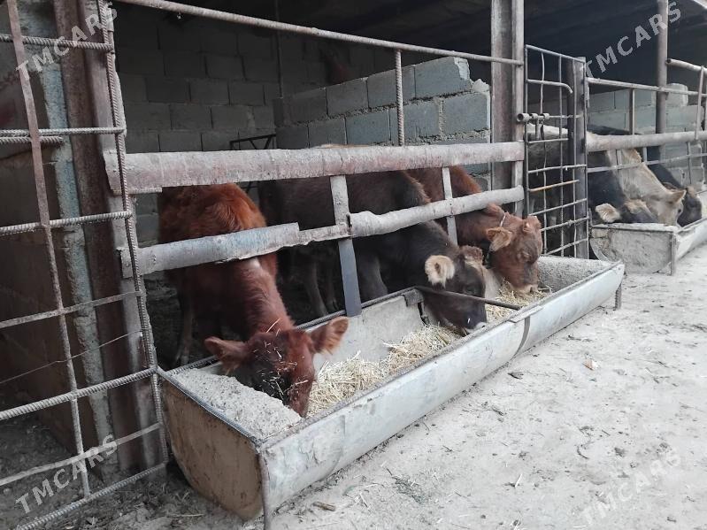 öküz tüwe - Bäherden - img 2