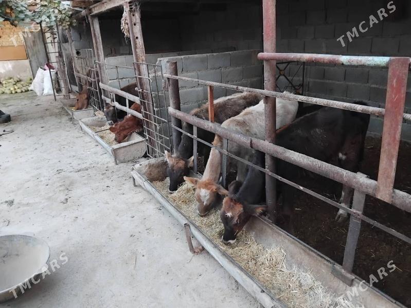 öküz tüwe - Bäherden - img 7