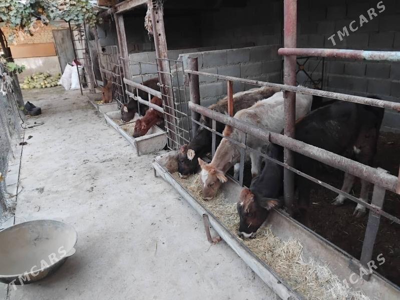 öküz tüwe - Bäherden - img 9