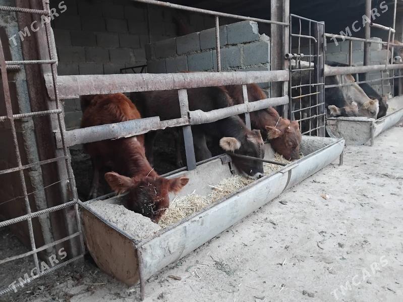 öküz tüwe - Bäherden - img 3