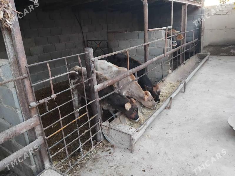 öküz tüwe - Bäherden - img 5