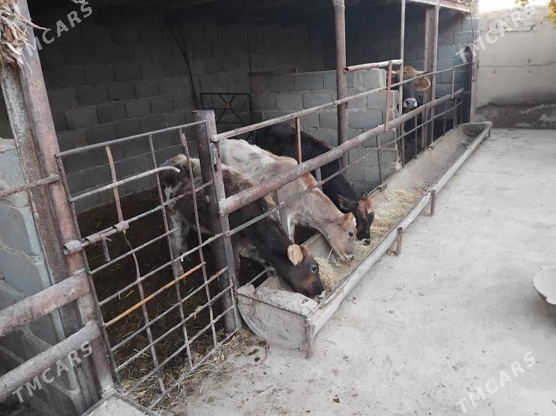 öküz tüwe - Bäherden - img 4