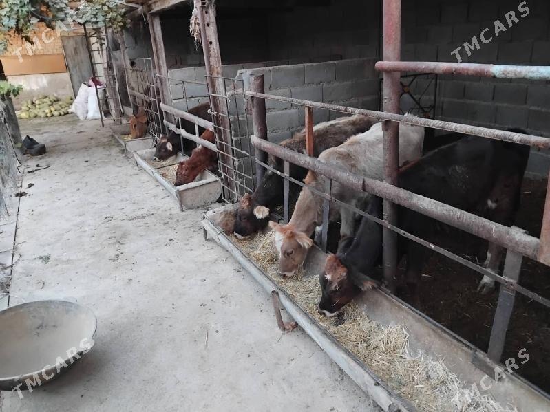 öküz tüwe - Bäherden - img 8