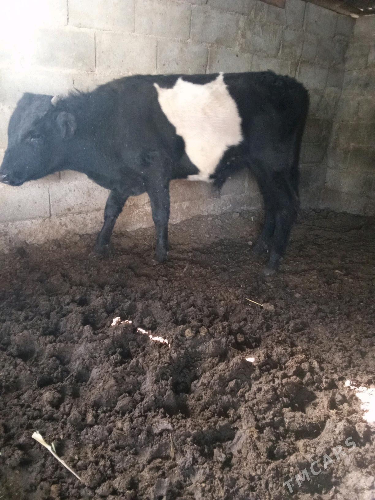 2 öküz - Бузмеин - img 4