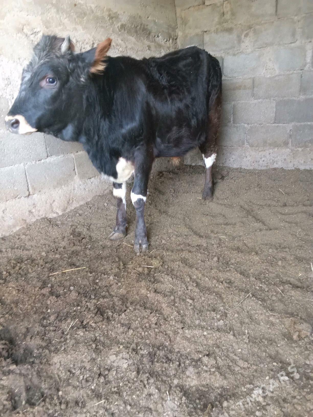 2 öküz - Бузмеин - img 2