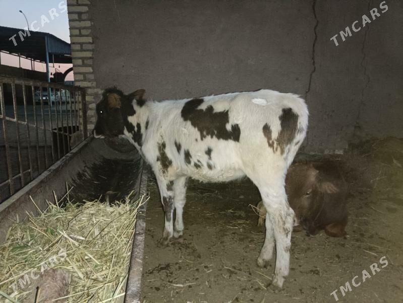 Gulajyn, ala suytli paroda - Векильбазар - img 2