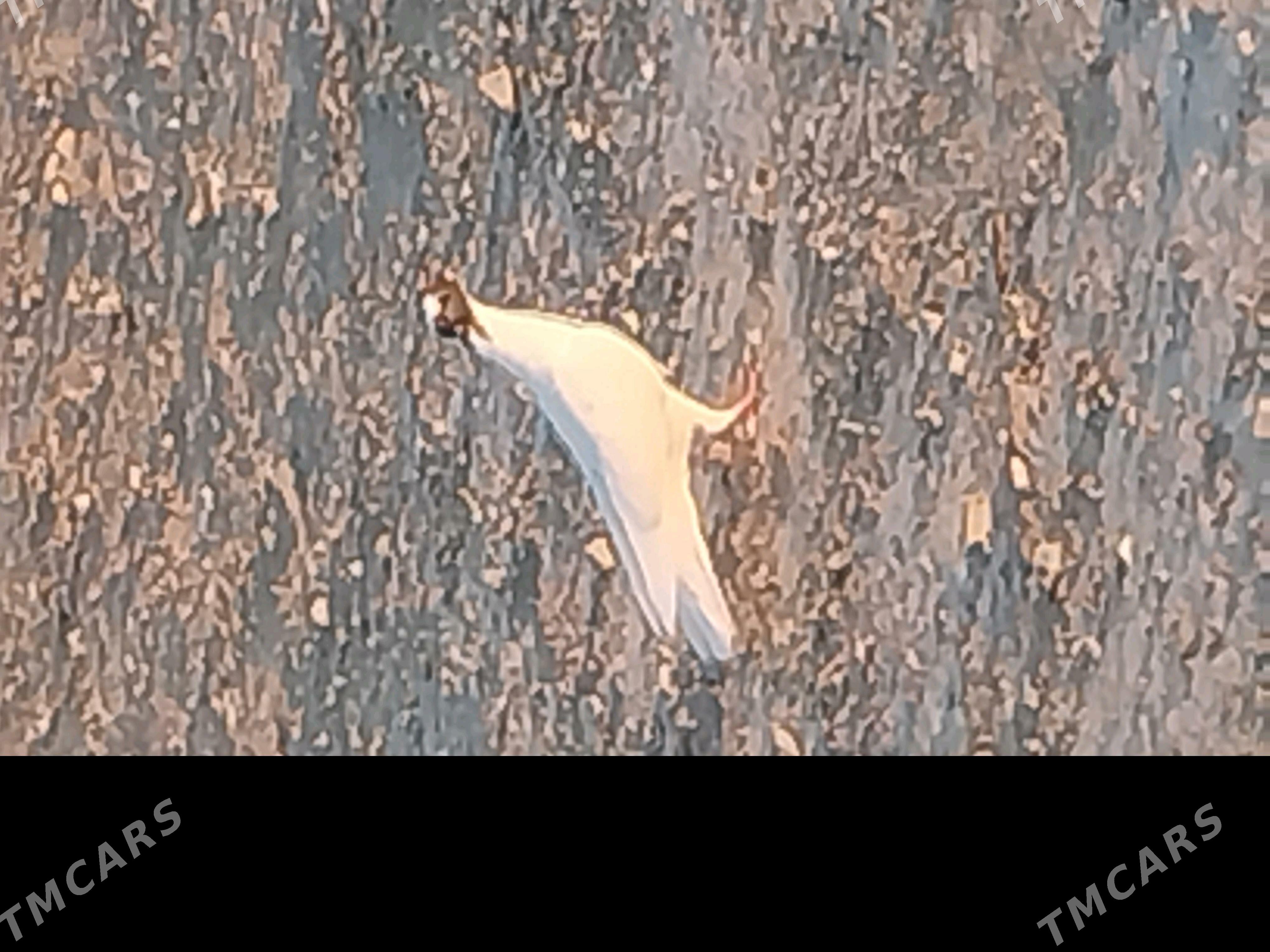 kepderi - Gyzylarbat - img 3