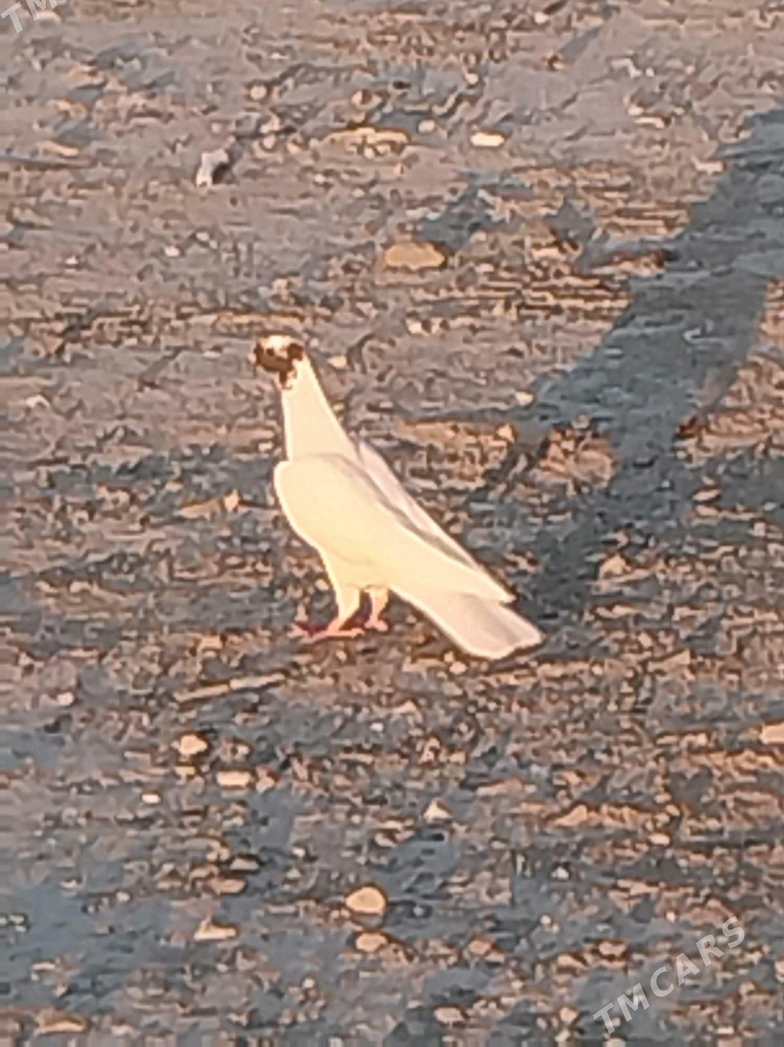 kepderi - Gyzylarbat - img 4