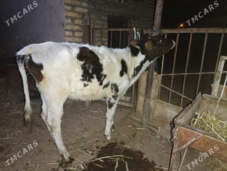 Gulajyn, ala suytli paroda - Векильбазар - img 4