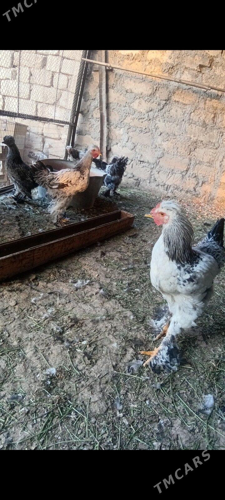 horoz - Mary - img 2