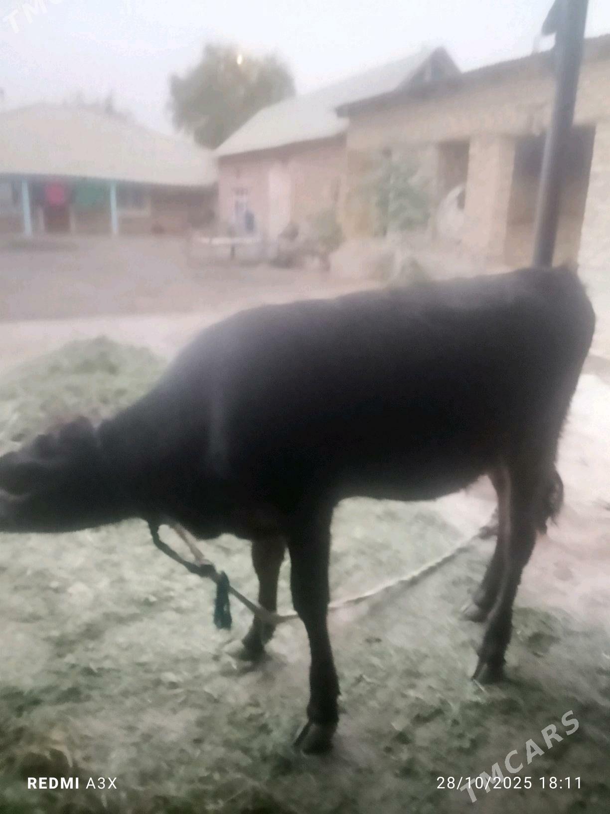 tuwe - Бабадайхан - img 1