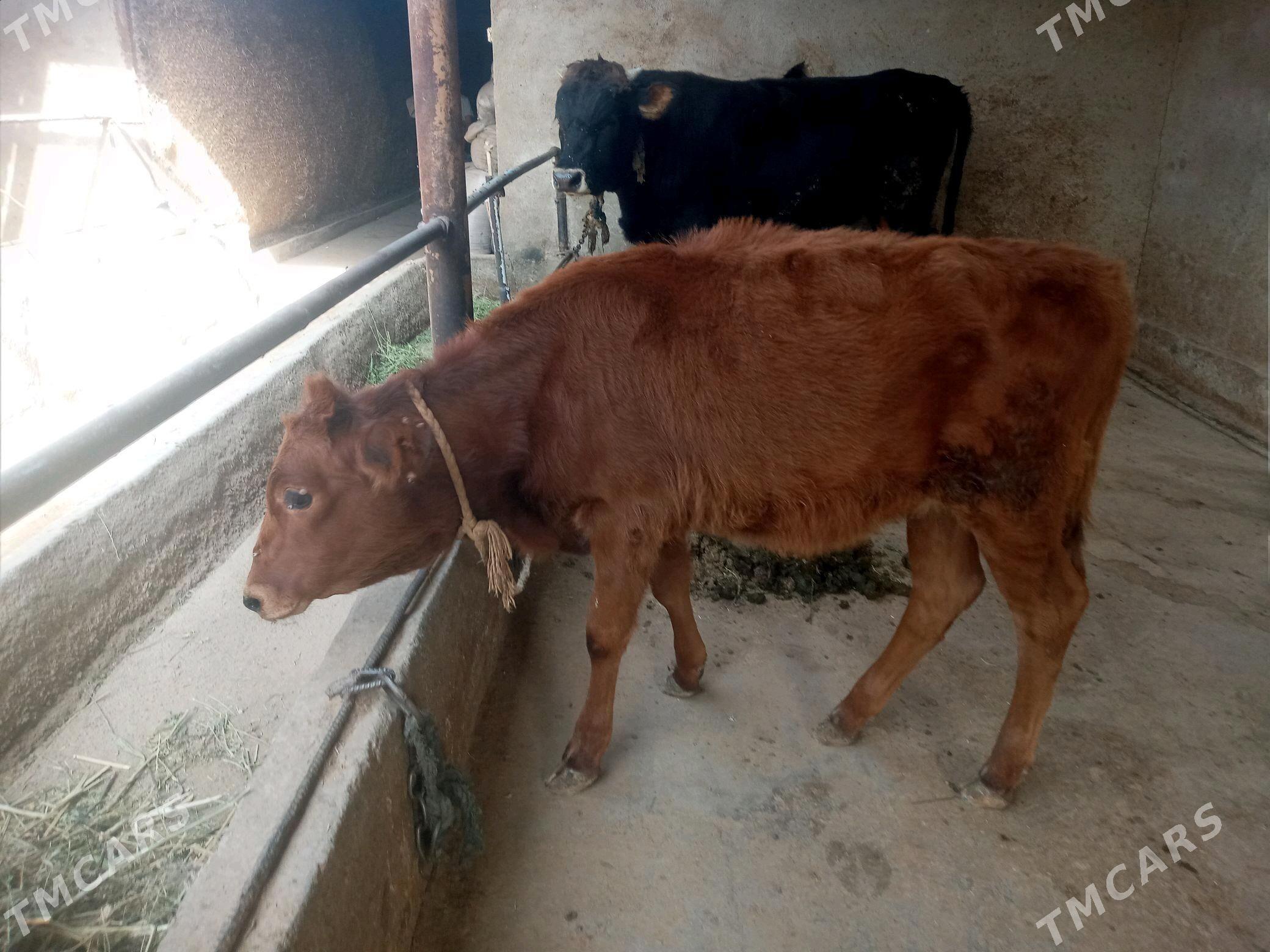 Tüwe - Бабадайхан - img 1