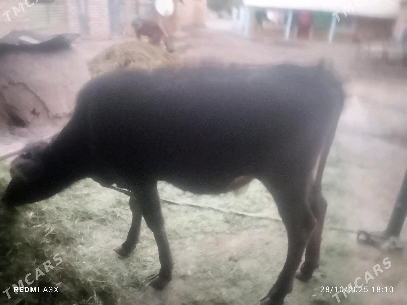 tuwe - Babadaýhan - img 2