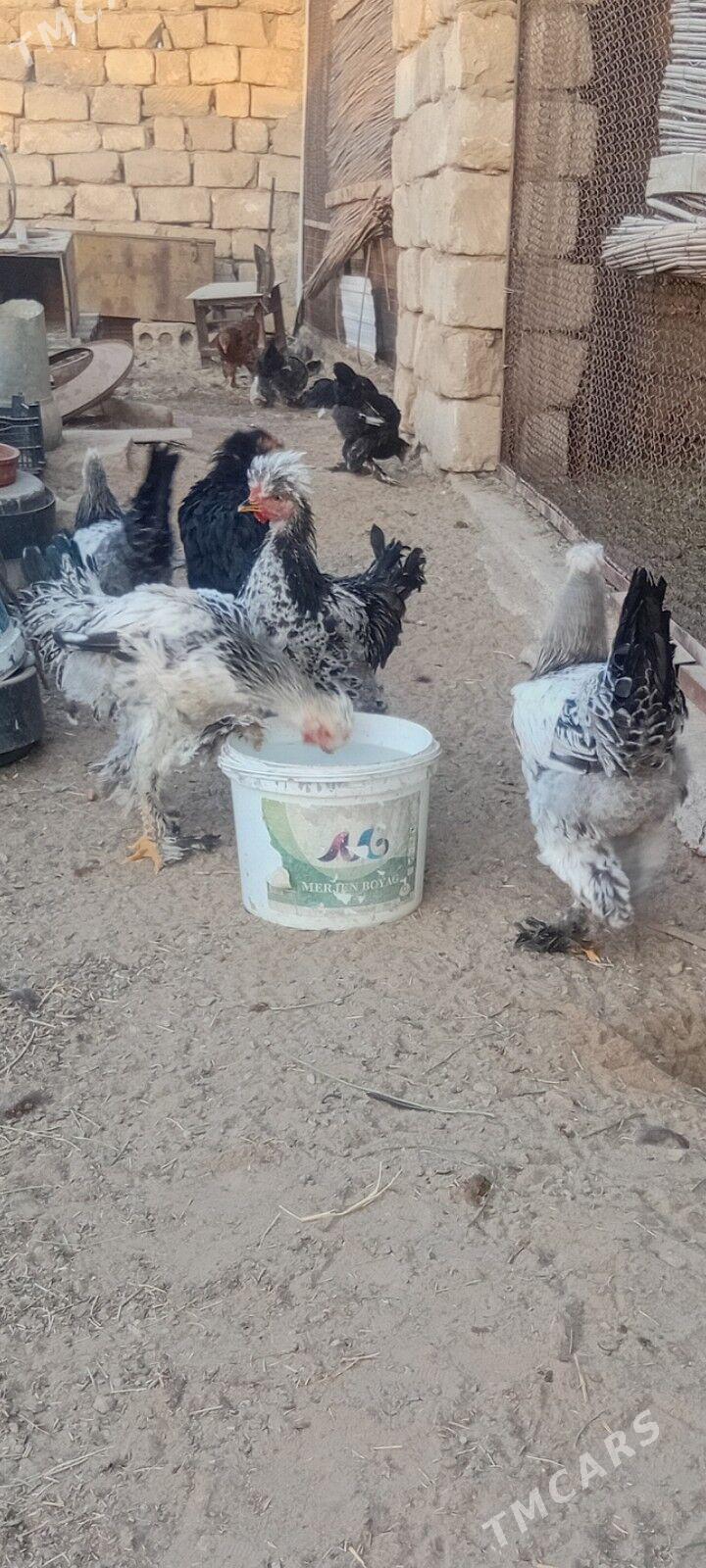 horoz - Mary - img 3