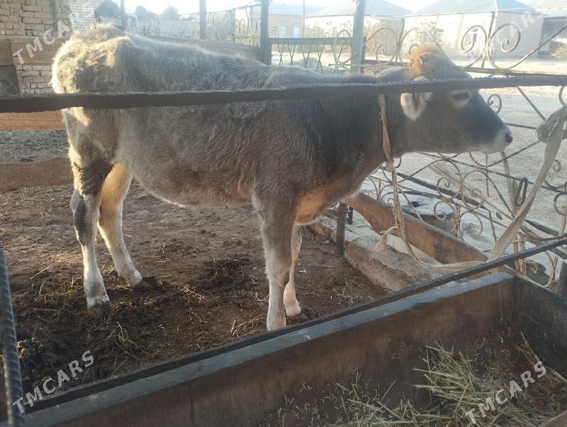 gulajyn - Мургап - img 3