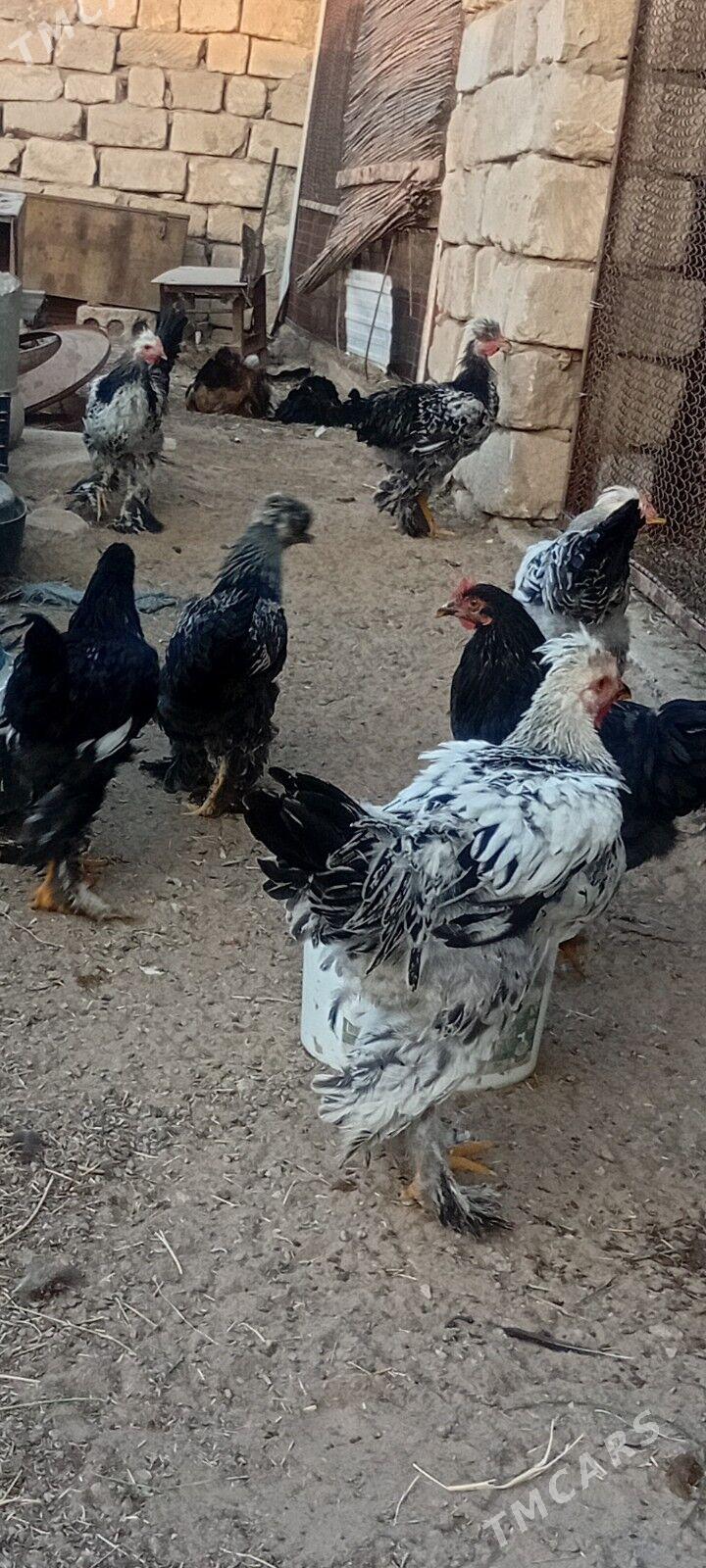 horoz - Mary - img 4