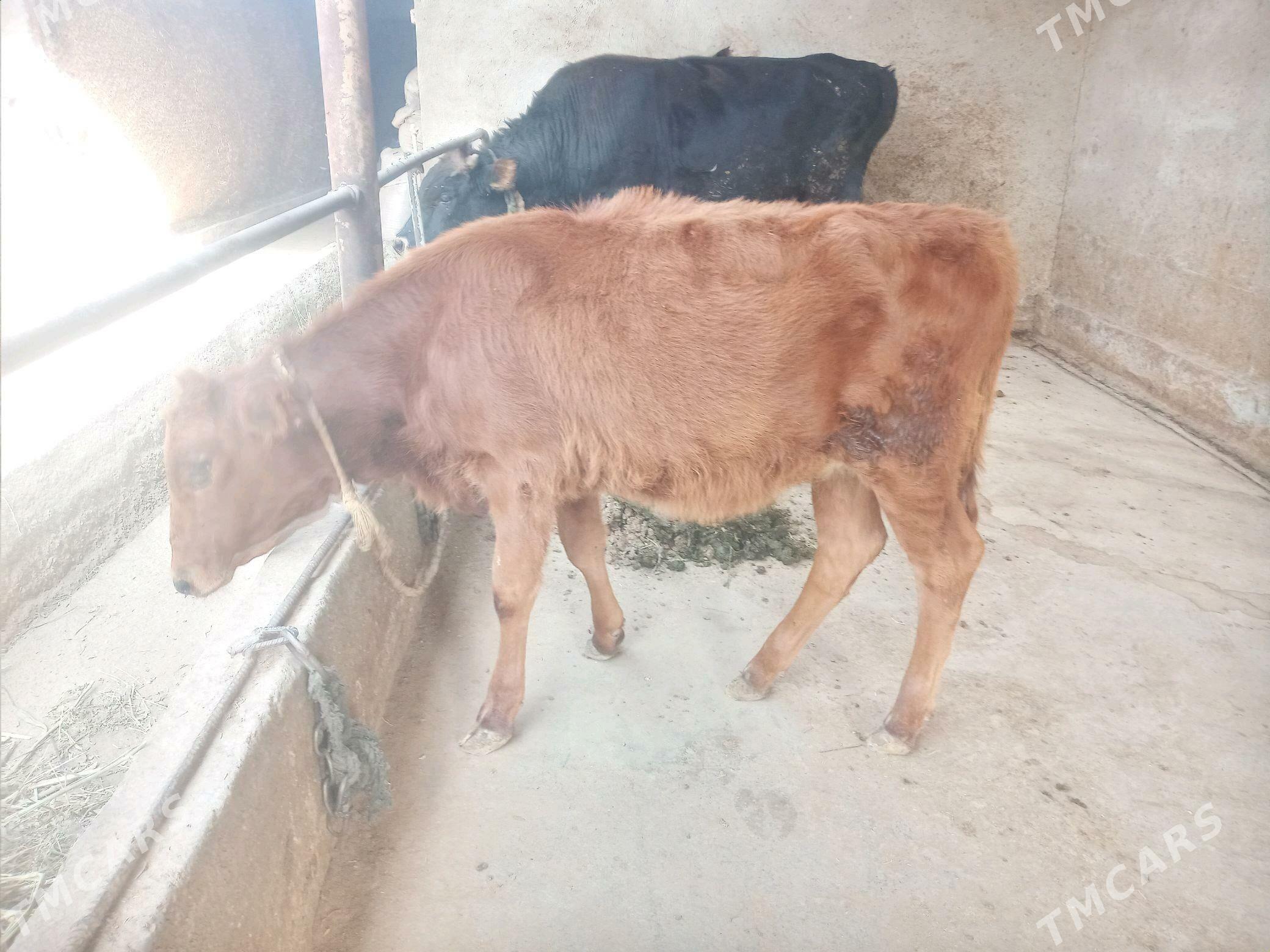 Tüwe - Babadaýhan - img 2