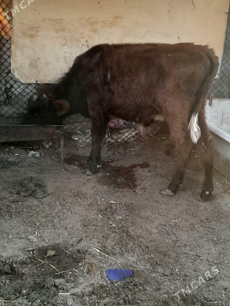 Окузлер - Балканабат - img 4