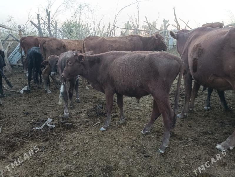 Öküzler, meýdan - Wekilbazar - img 4