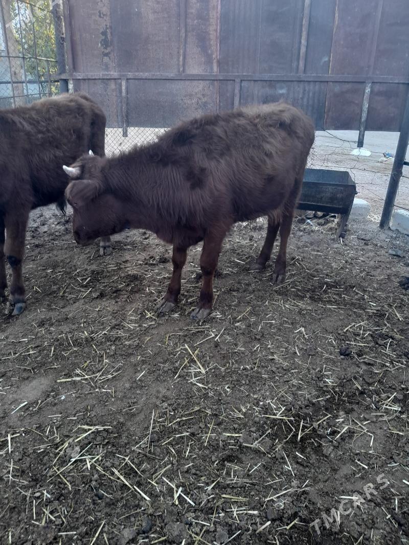 Окузлер - Балканабат - img 3