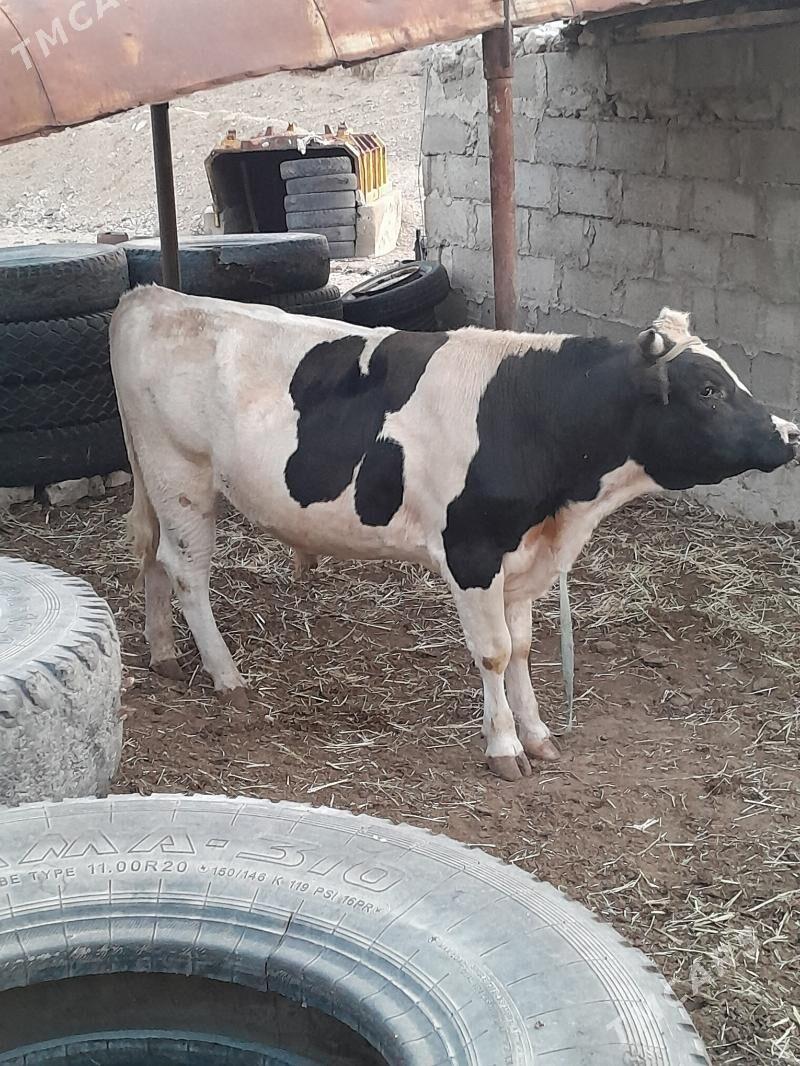 Окузлер - Балканабат - img 6