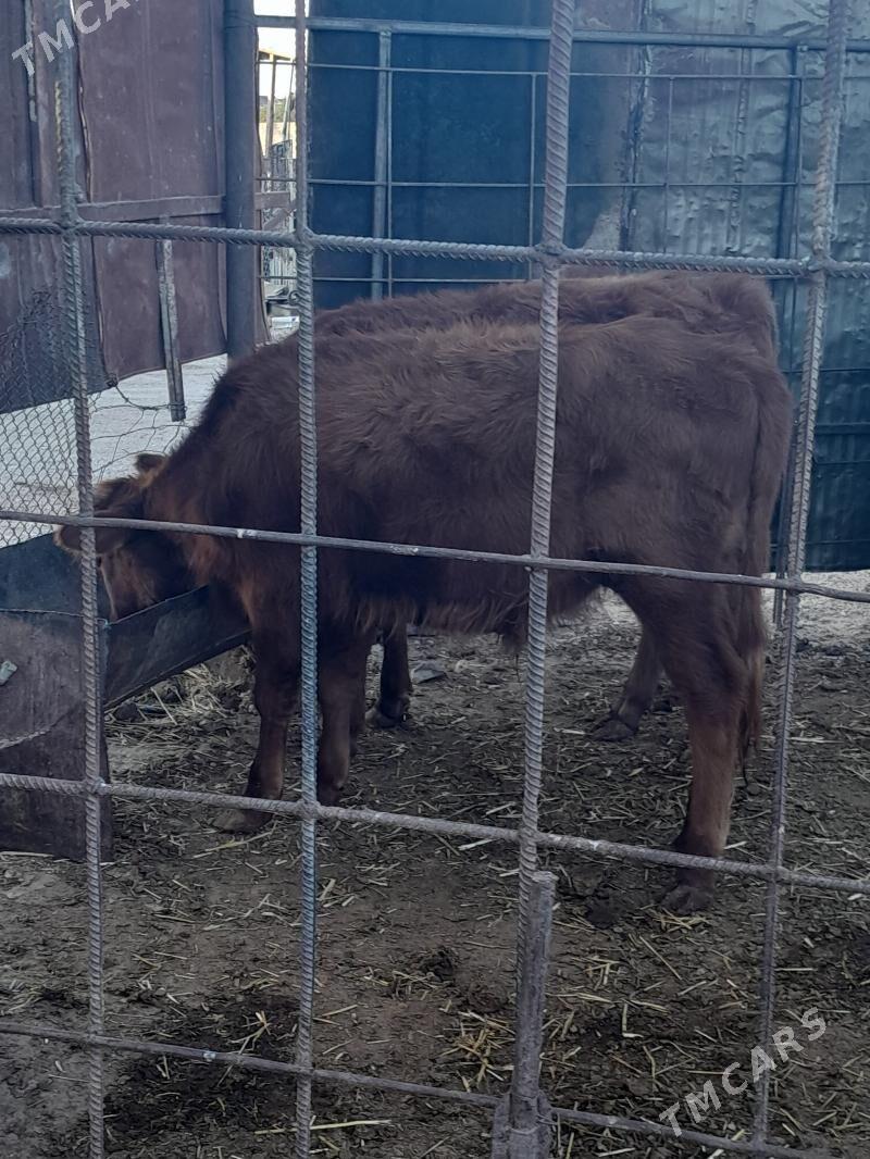 Окузлер - Балканабат - img 2