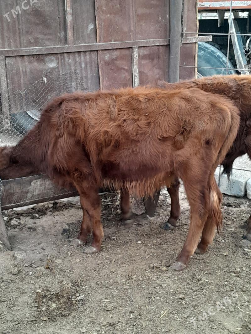 Окузлер - Балканабат - img 5