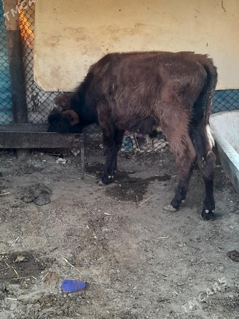 Окузлер - Балканабат - img 8