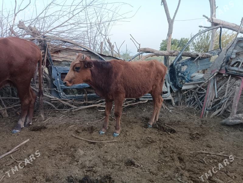 Öküzler, meýdan - Wekilbazar - img 2