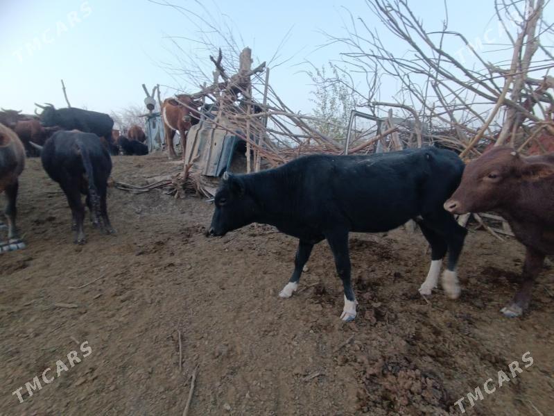 Öküzler, meýdan - Wekilbazar - img 3