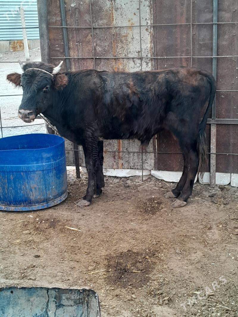 Окузлер - Балканабат - img 9