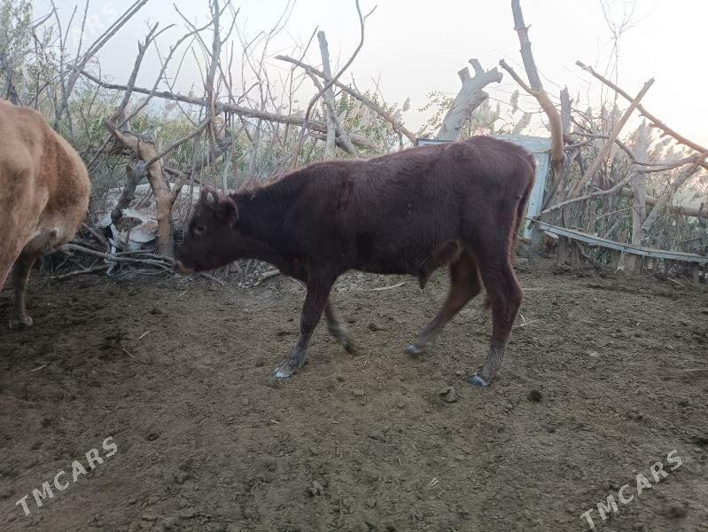 Öküzler, meýdan - Wekilbazar - img 5