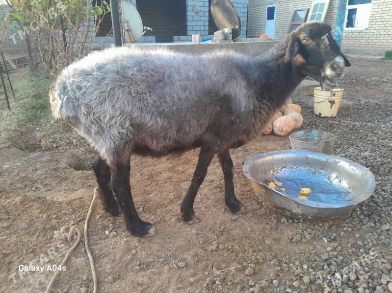 goyun - Бабадайхан - img 5