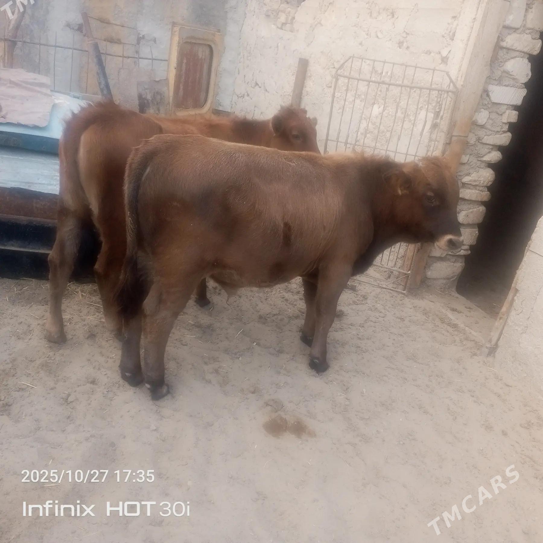 Ökuz - Балканабат - img 1