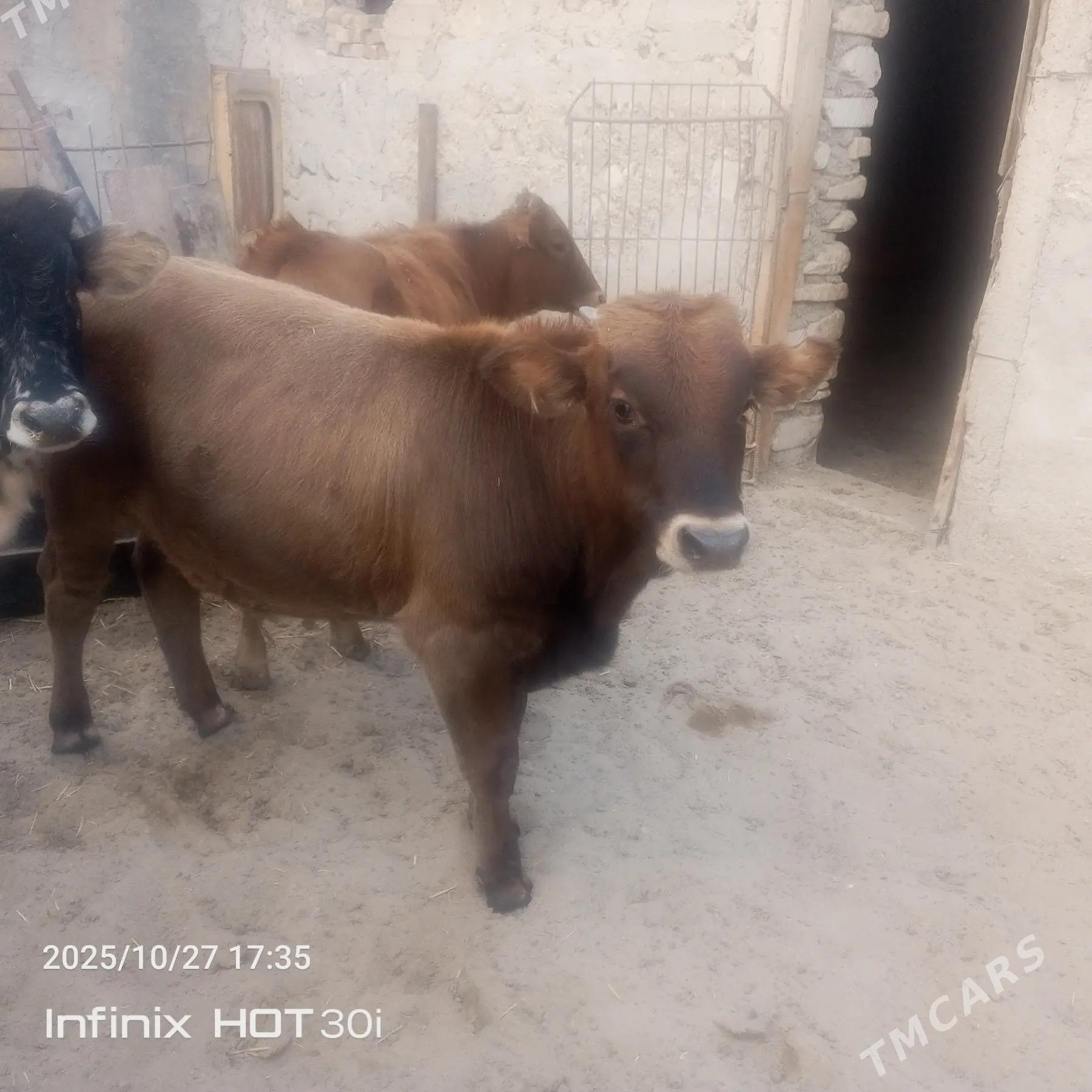 Ökuz - Balkanabat - img 2