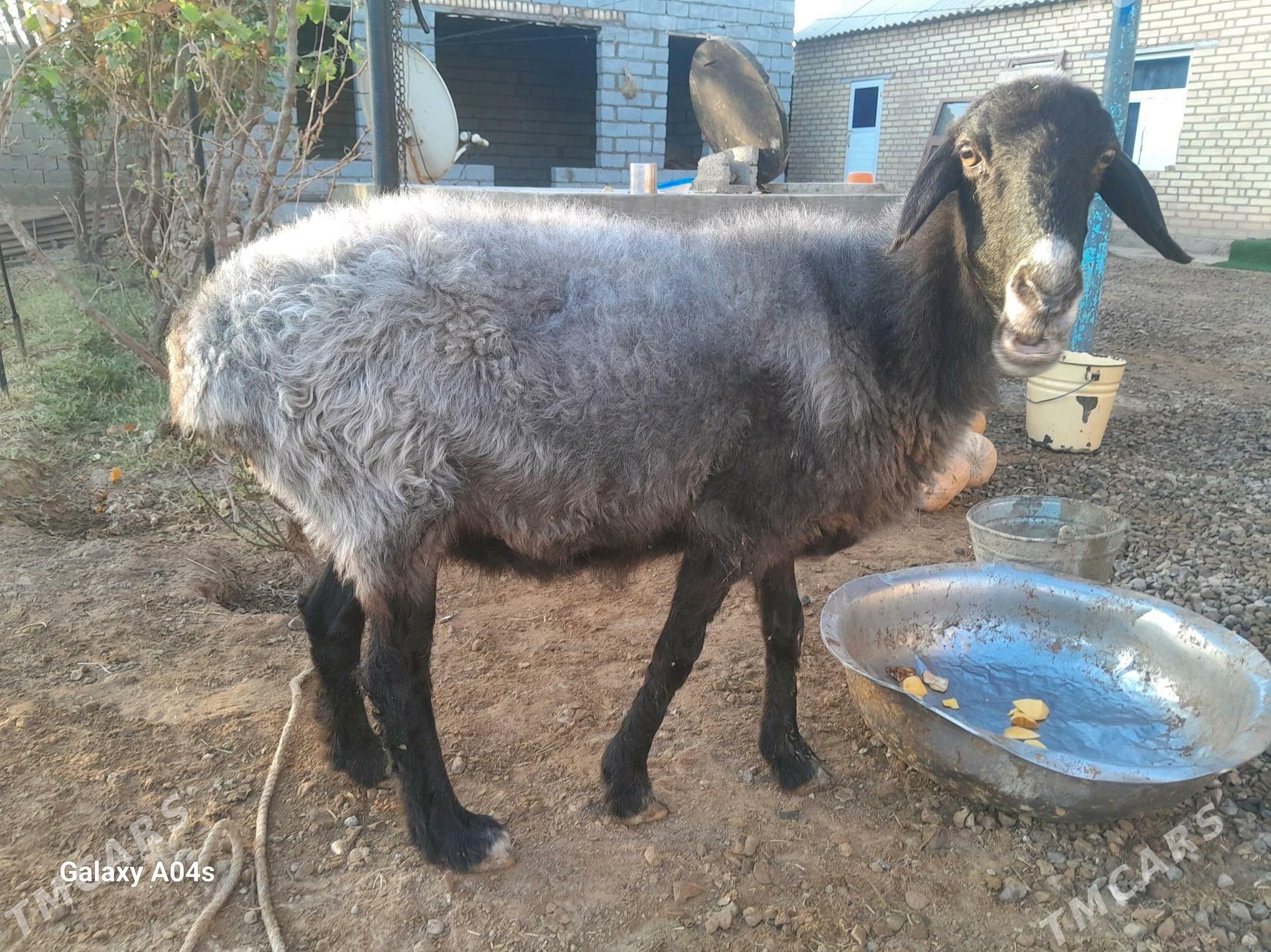 goyun - Бабадайхан - img 3