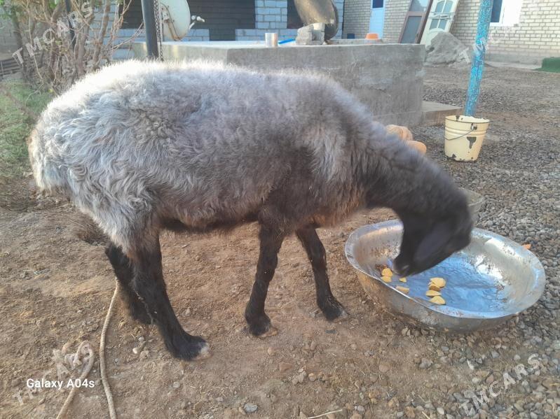 goyun - Бабадайхан - img 1