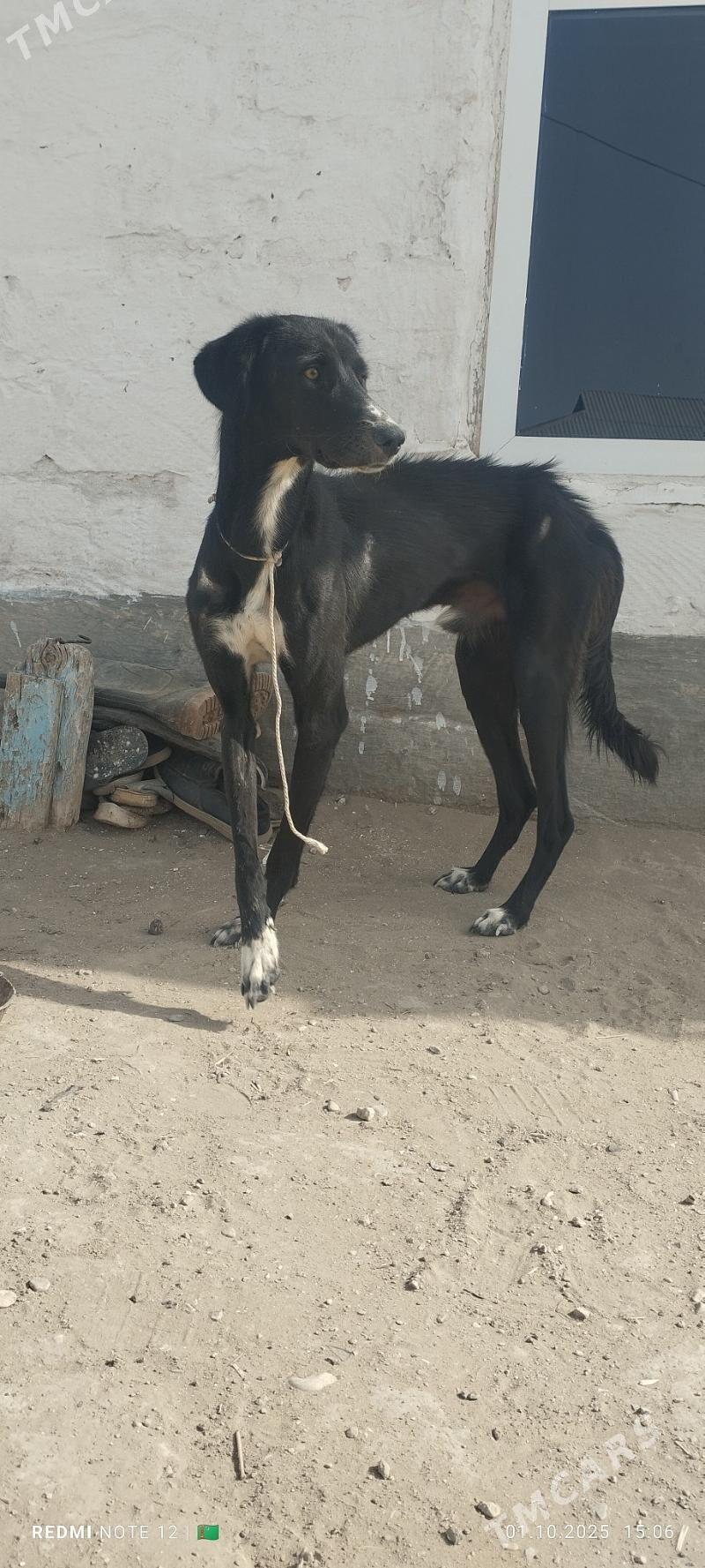 Tazy - Balkanabat - img 2