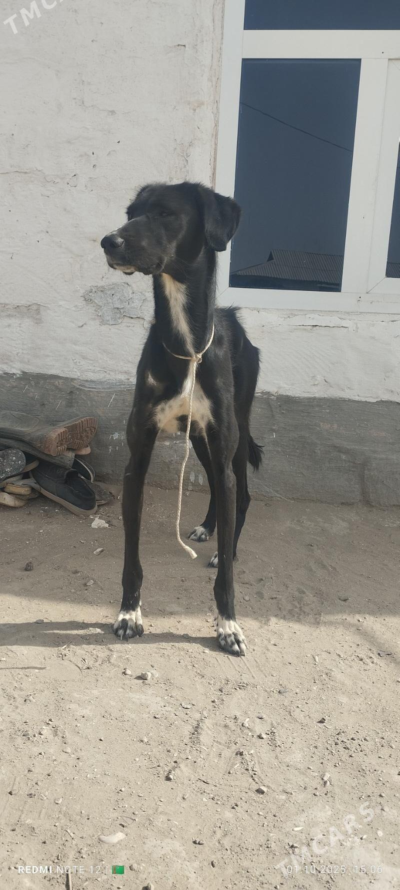 Tazy - Balkanabat - img 1