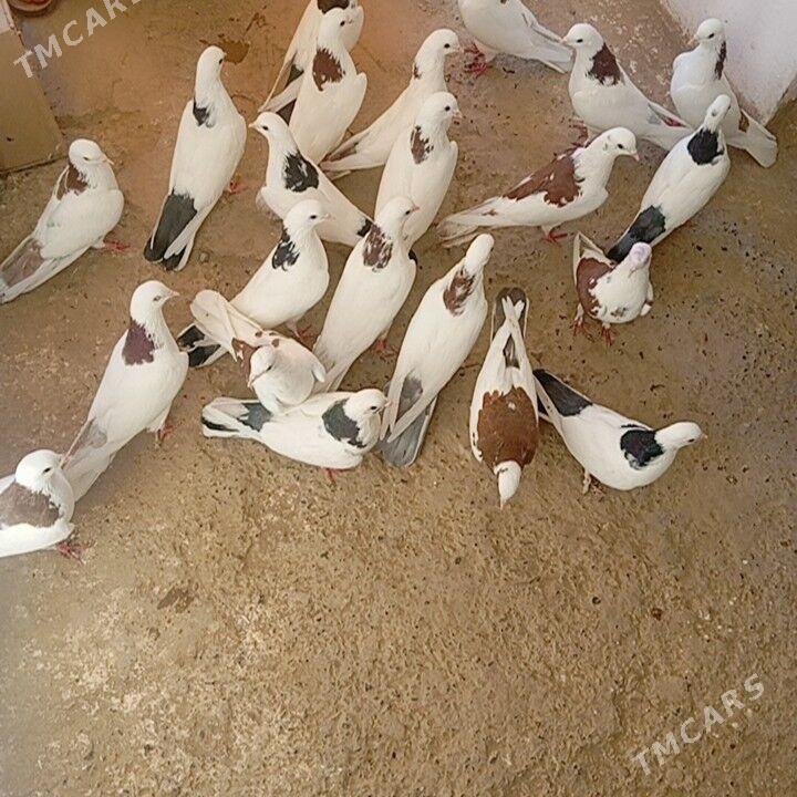 kepderi - Gyzylarbat - img 2