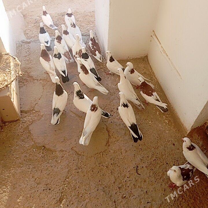 kepderi - Гызыларбат - img 1