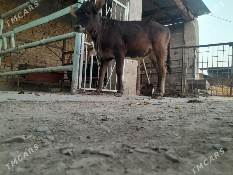 TUWE - Бахарден - img 2