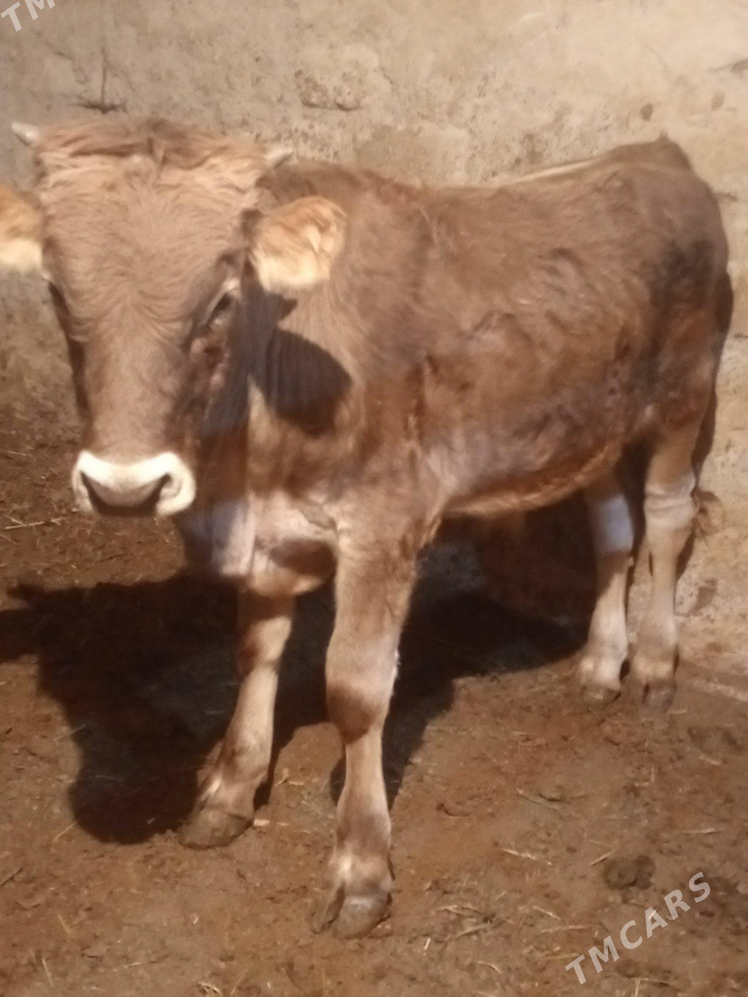 Okuz - Aşgabat - img 4