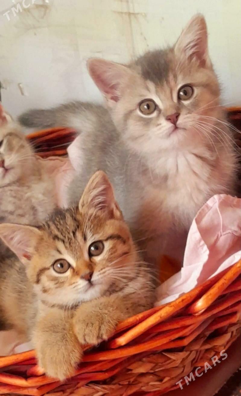 Мальчик и девочка - Aşgabat - img 1