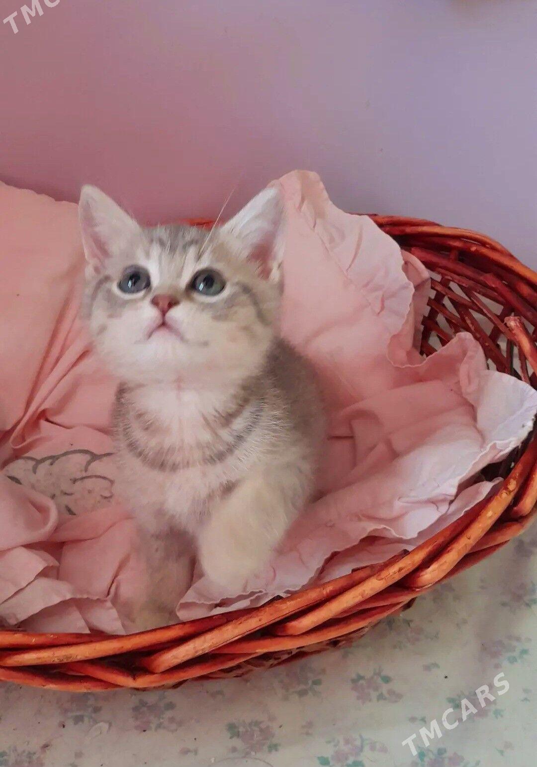 Мальчик и девочка - Aşgabat - img 2