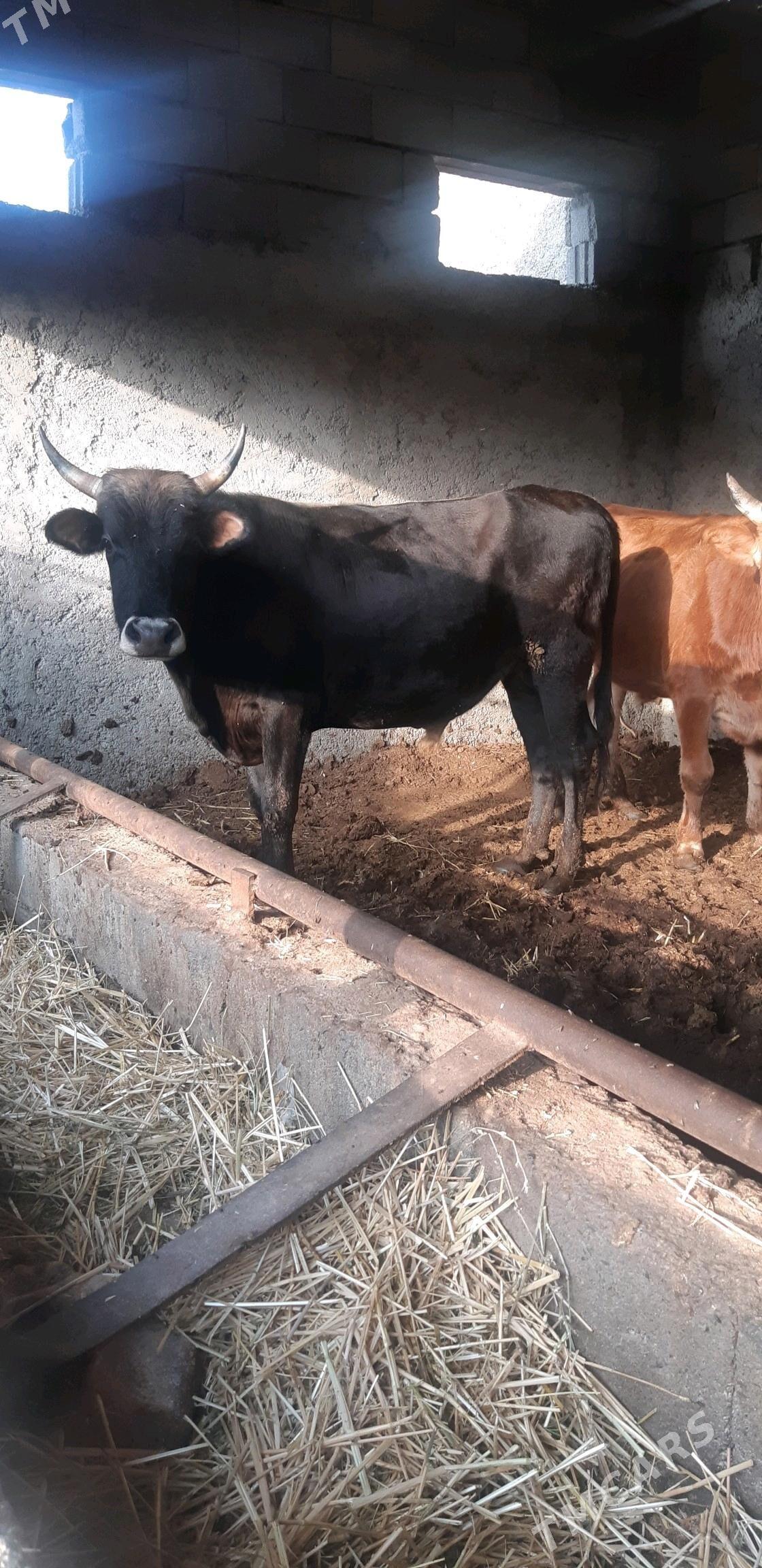 öküz - Çoganly - img 1