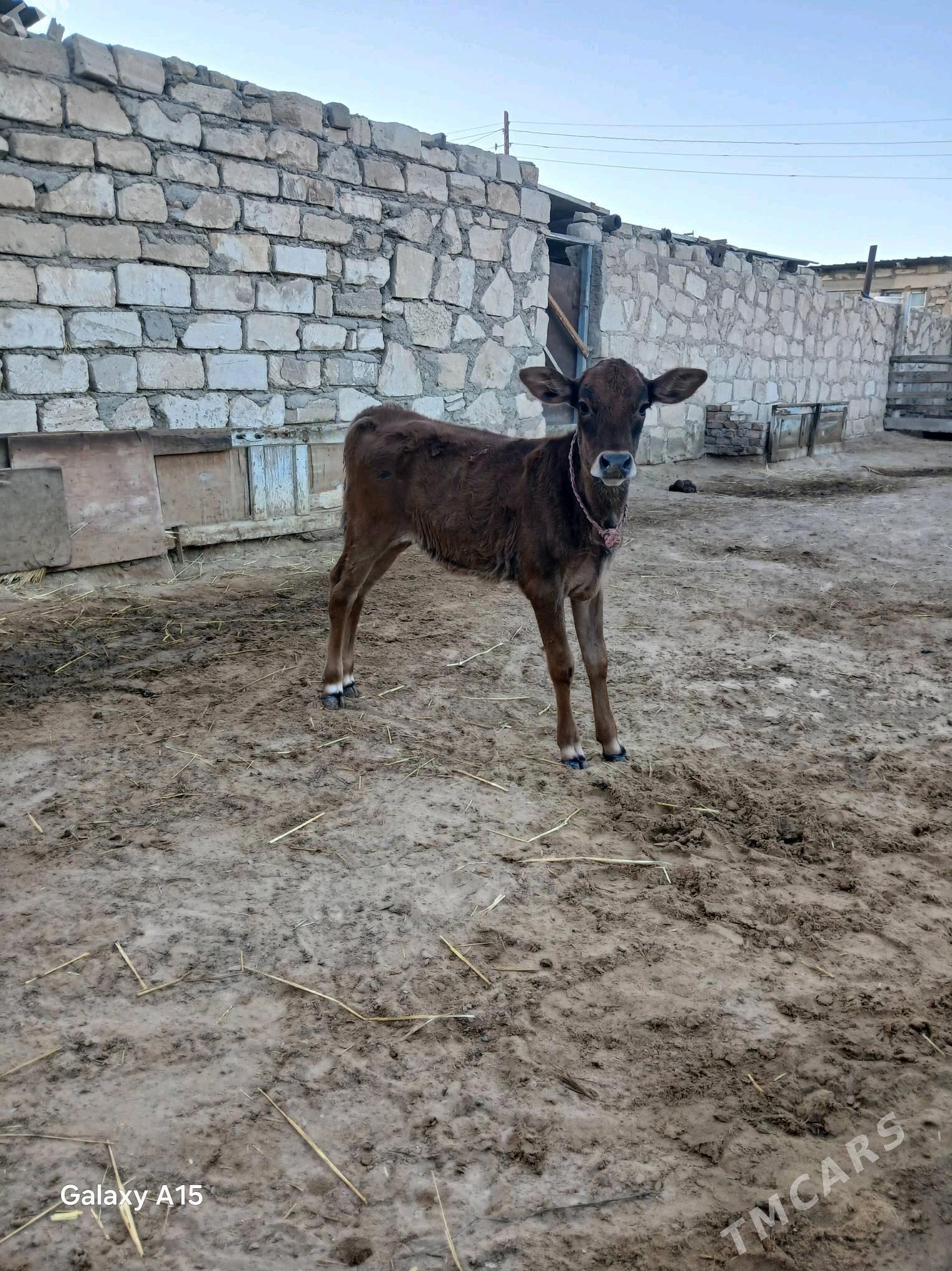 Goleli Sygyr - Туркменбаши - img 2