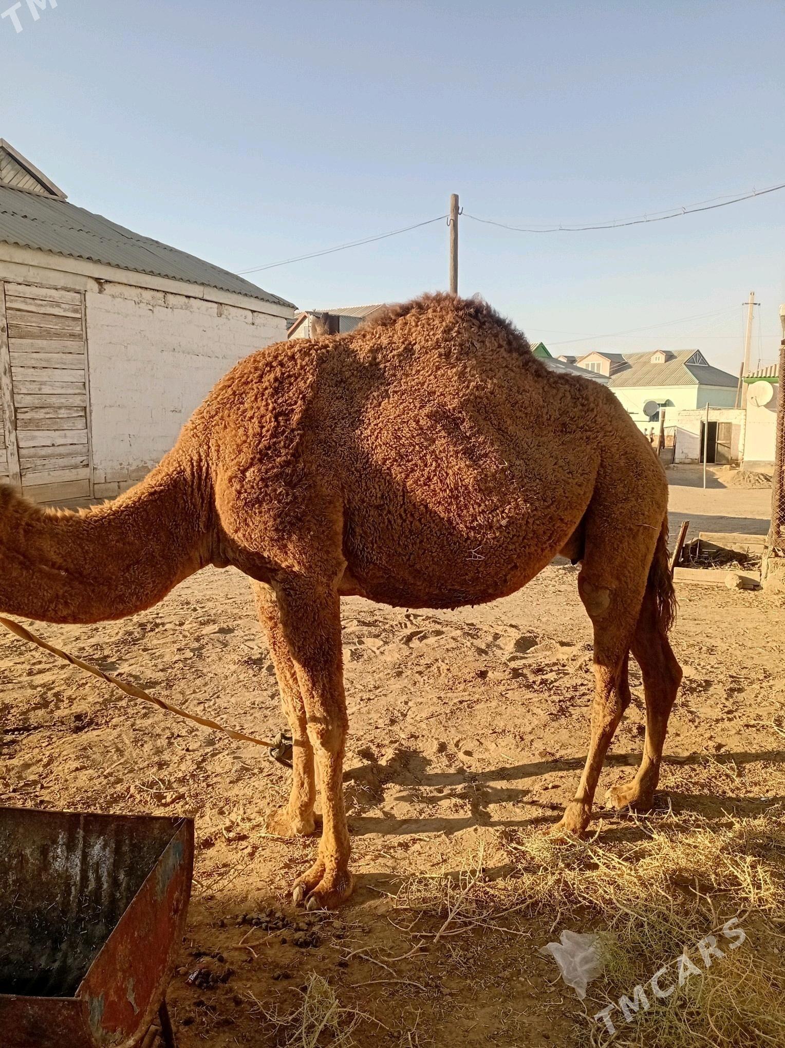 düýe - Esenguly - img 2