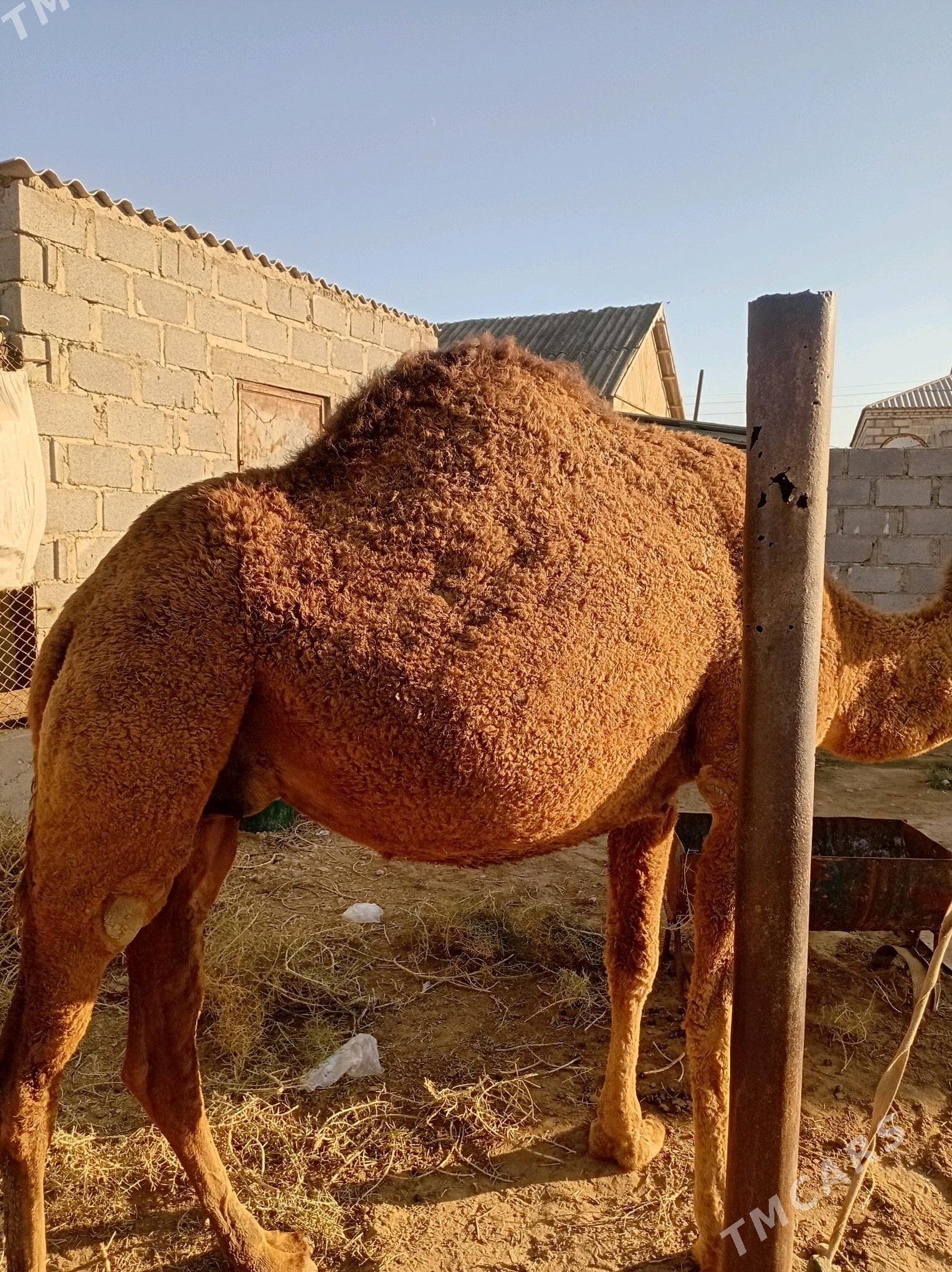 düýe - Esenguly - img 3